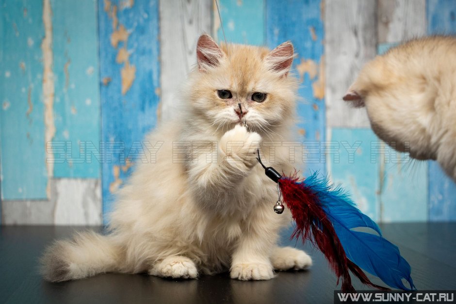 Хайленд фолд шиншилла