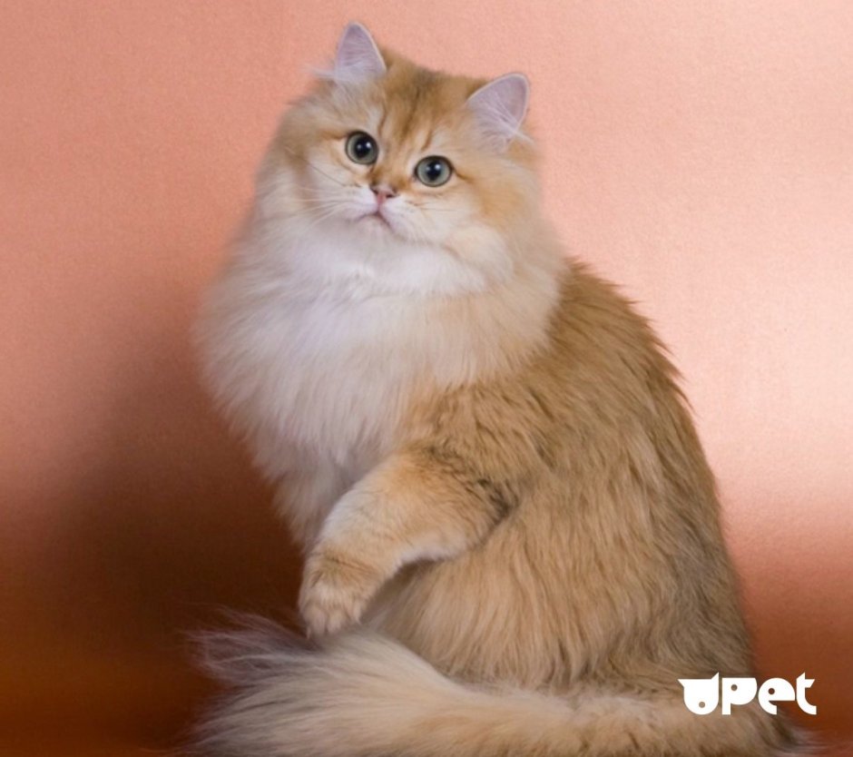 Хайленд страйт Золотая шиншилла