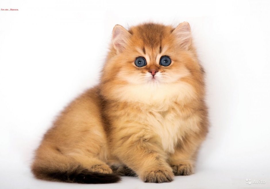 Золотистая Британская шиншилла длинношерстная