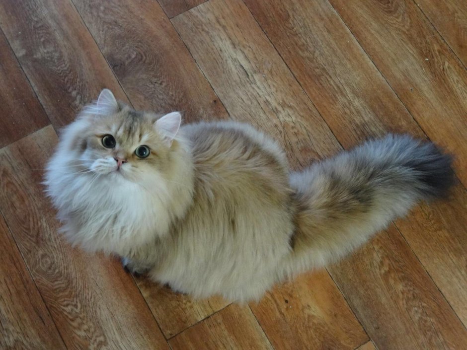 Британская длинношерстная шиншилла