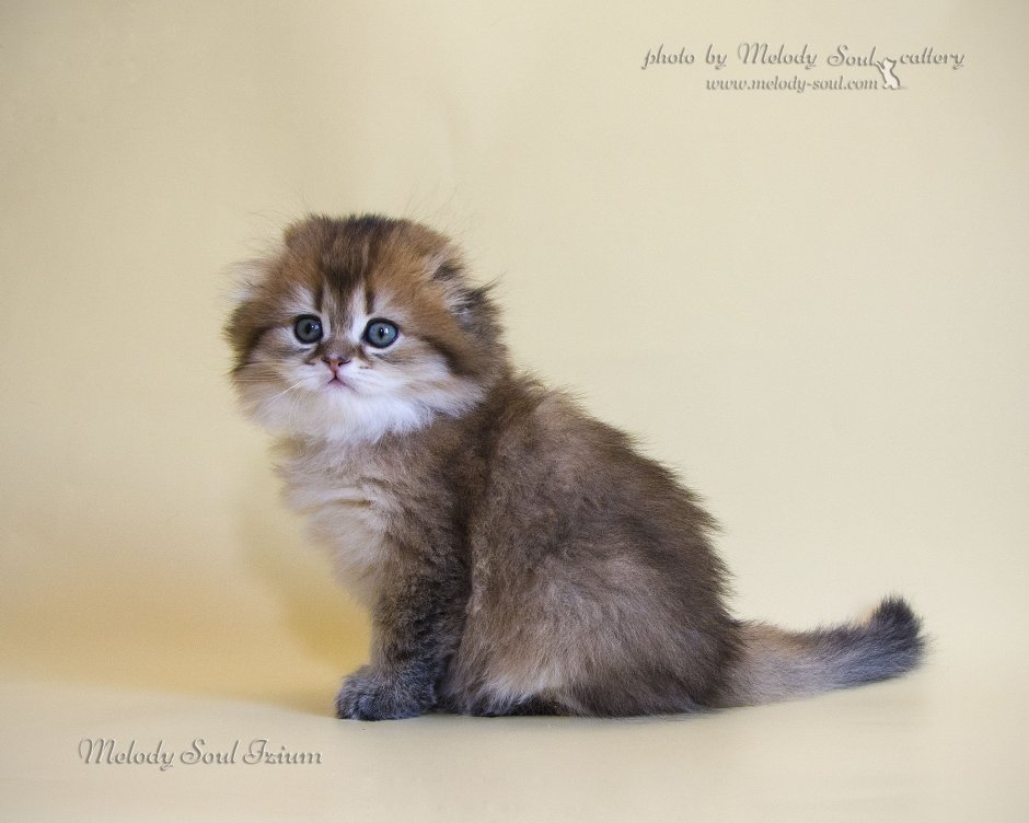 Британская Золотая шиншилла полудлинношерстная