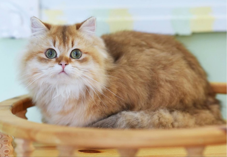 Манчкин Золотая шиншилла