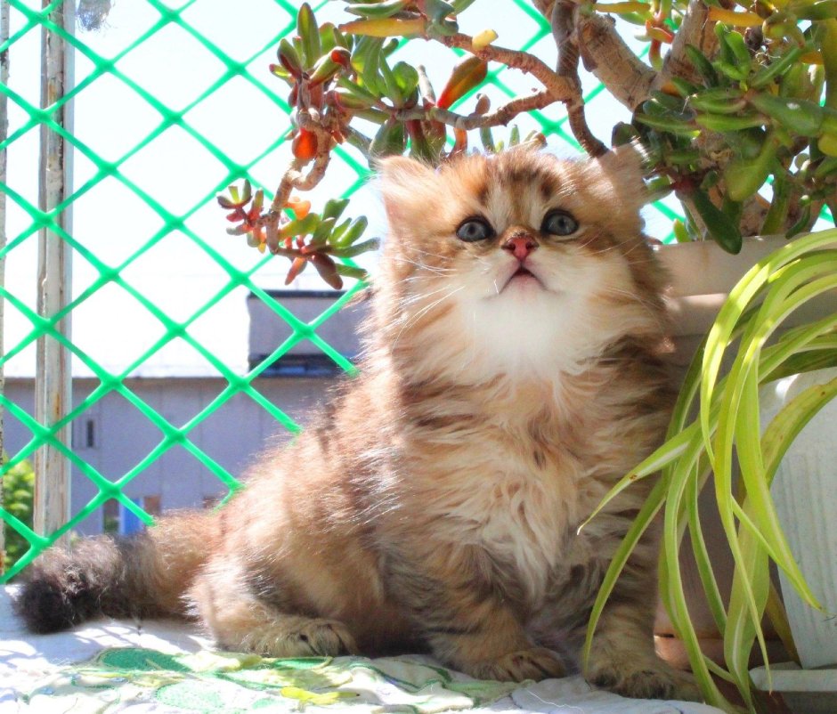 Британская шиншилла кошка