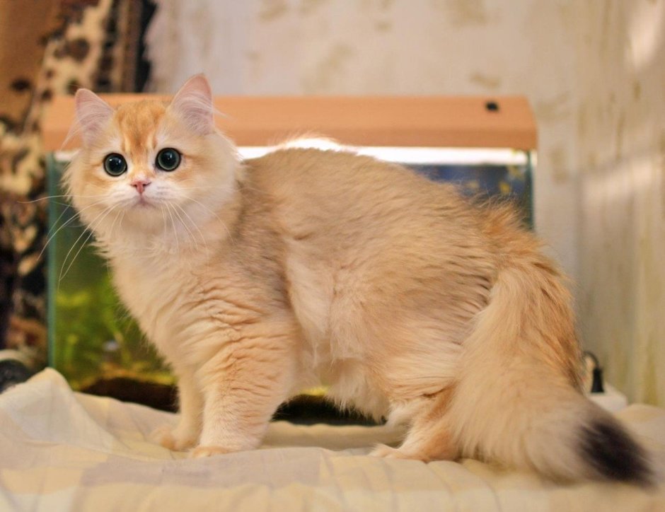 Шотландская Золотая шиншилла длинношерстная