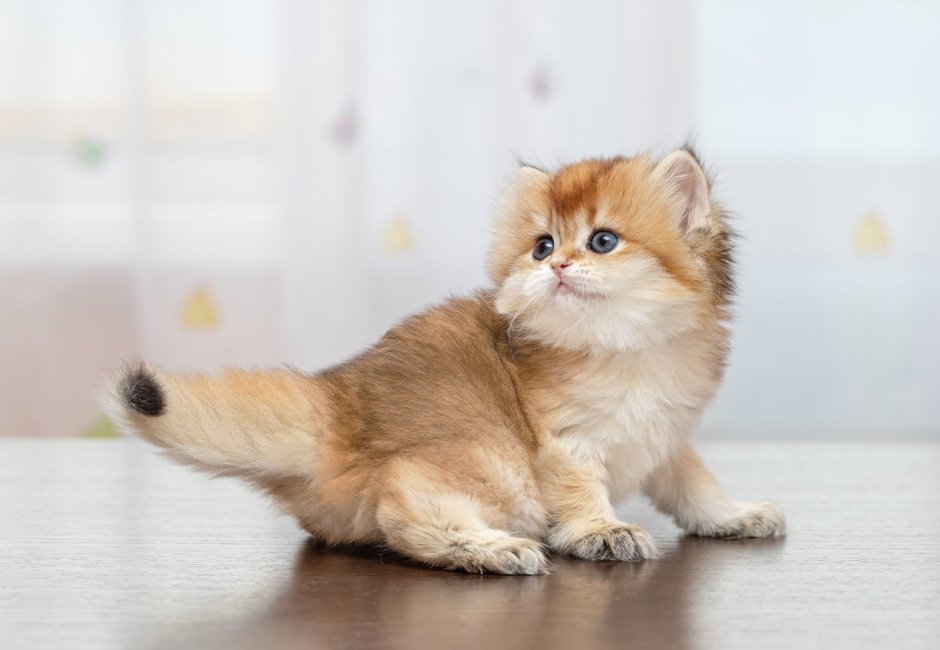 Хайленд фолд Золотая шиншилла