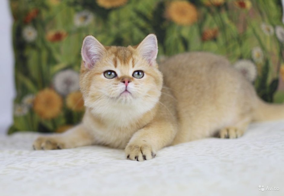 Шотландская Золотая шиншилла хайленд