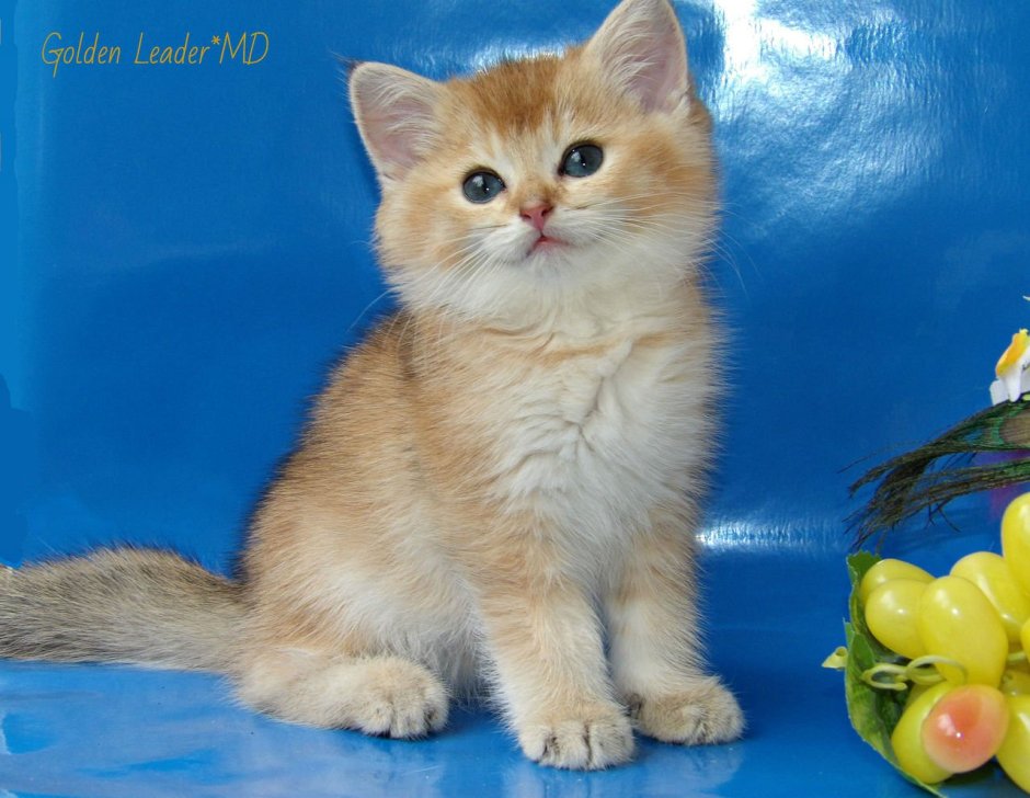 Золотая шиншилла кот длинношерстный