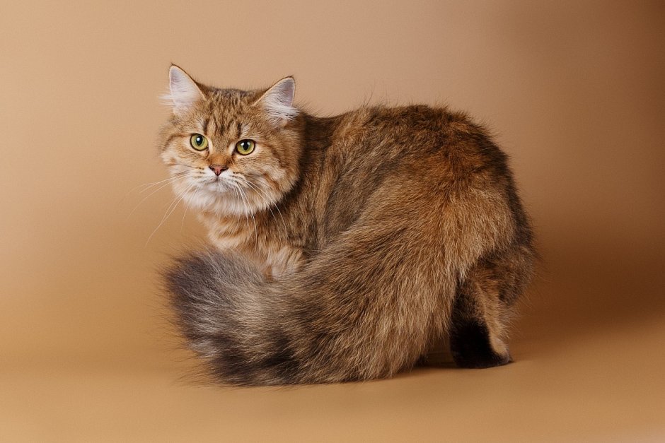 Британская длинношерстная кошка смузи