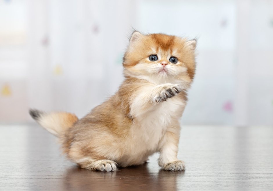 Британская Золотая затушеванная шиншилла