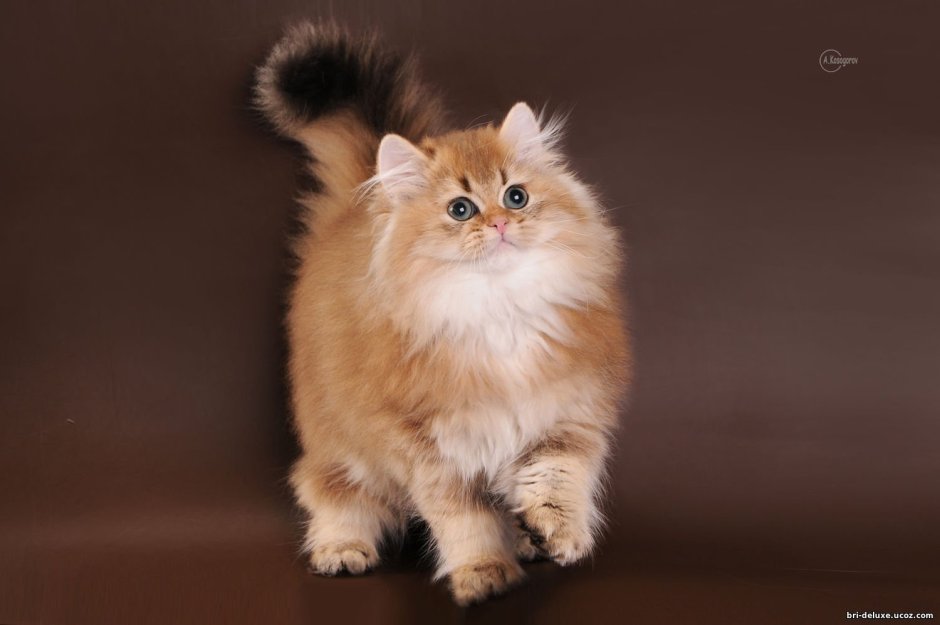 Золотистая шиншилла длинношерстная