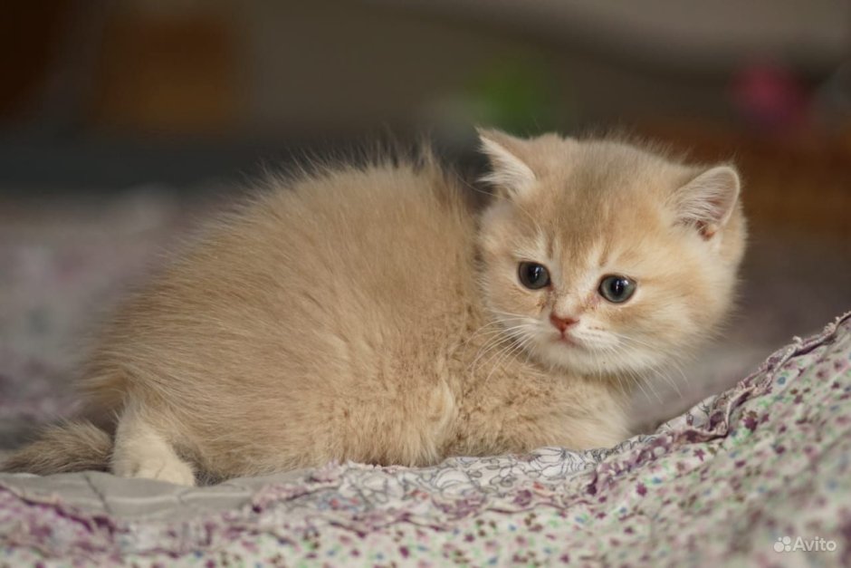 Шиншилла Золотая зверек