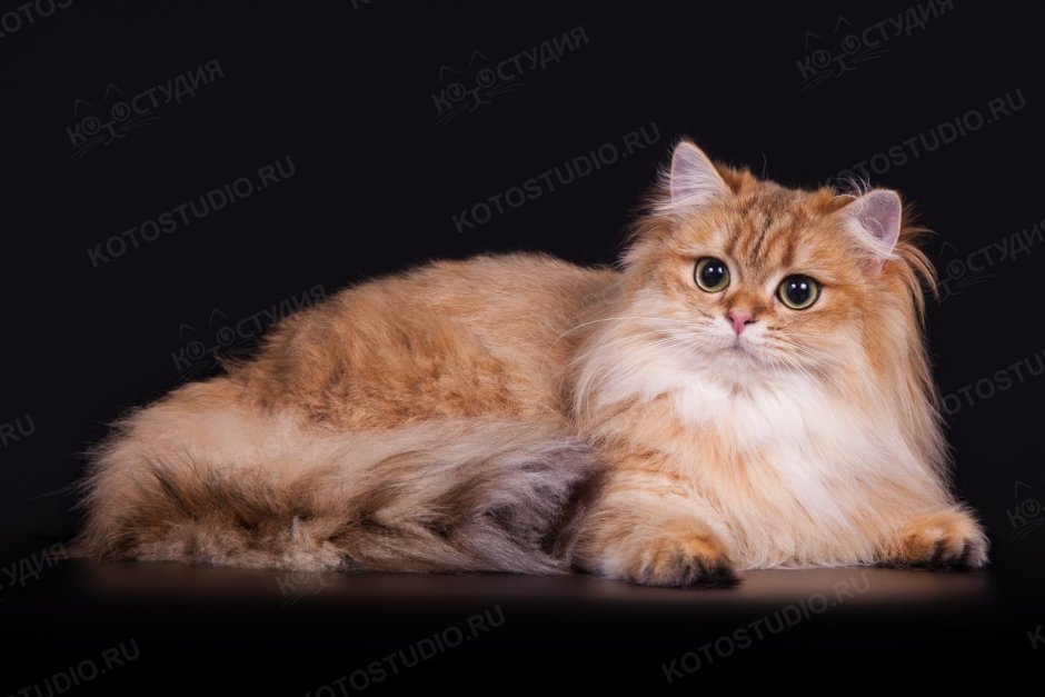 Британская Золотая шиншилла длинношерстная