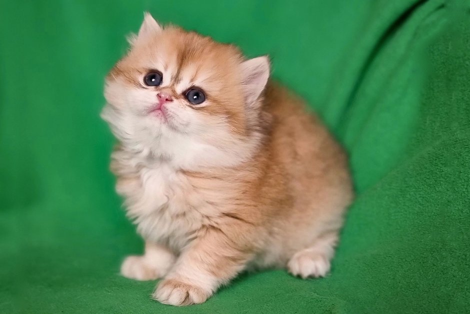 Британская длинношёрстная кошка шиншилла Золотая