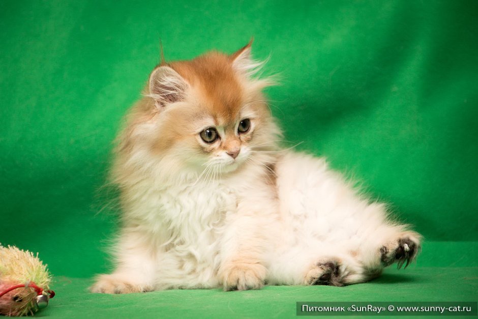 Золотая затушеванная длинношерстная