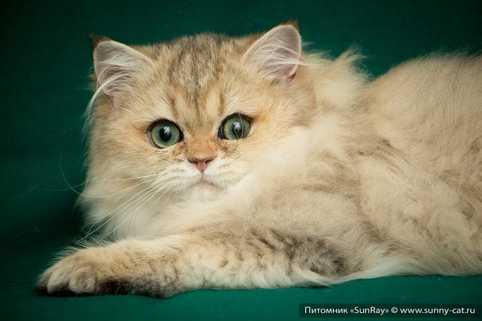 Британская золотистая длинношёрстная кошка взрослая карие глаза