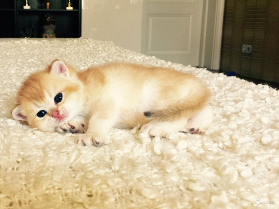 Британская Золотая шиншилла Манчкин