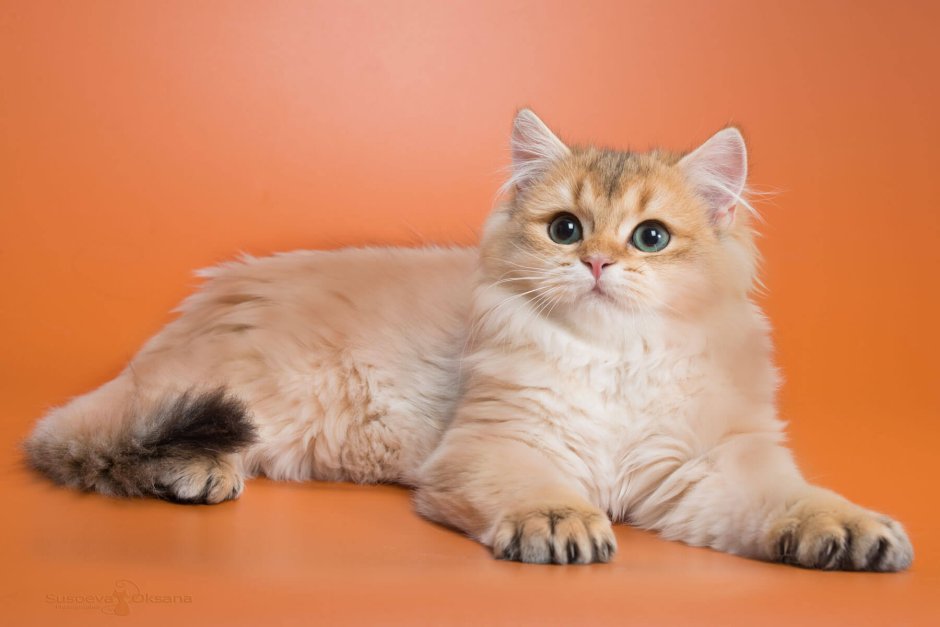 Британская Золотая шиншилла и Персидская