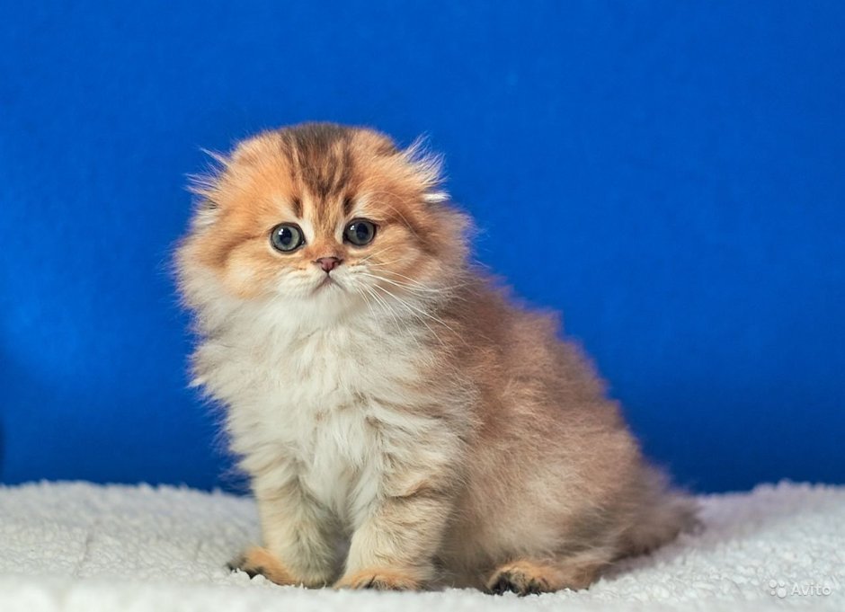 Британская Золотая шиншилла длинношерстная