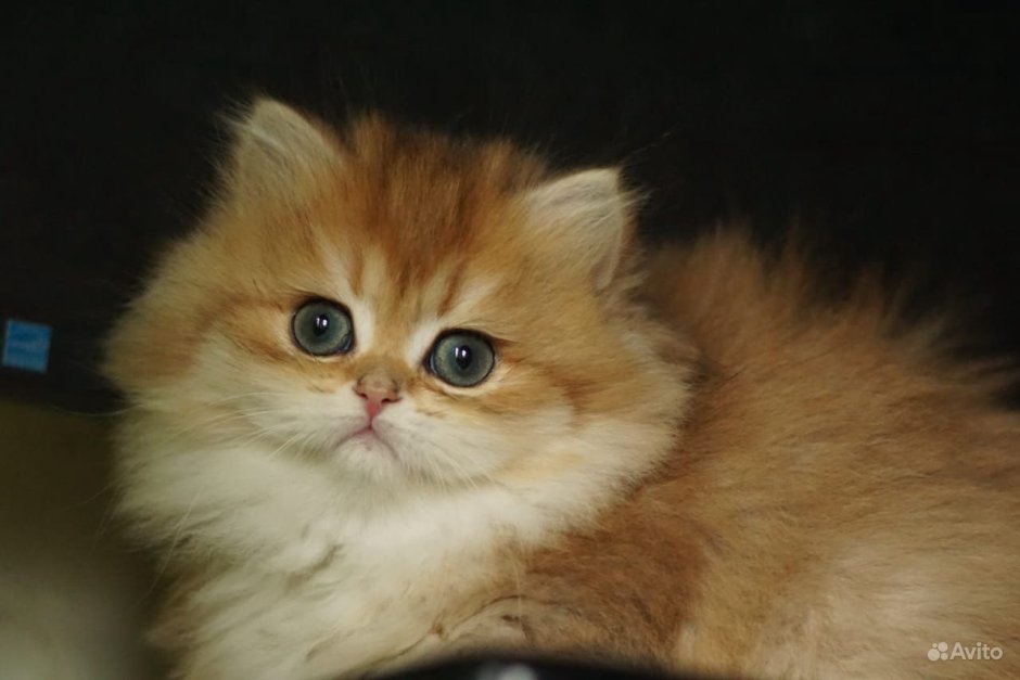 Персидская Золотая затушеванная шиншилла