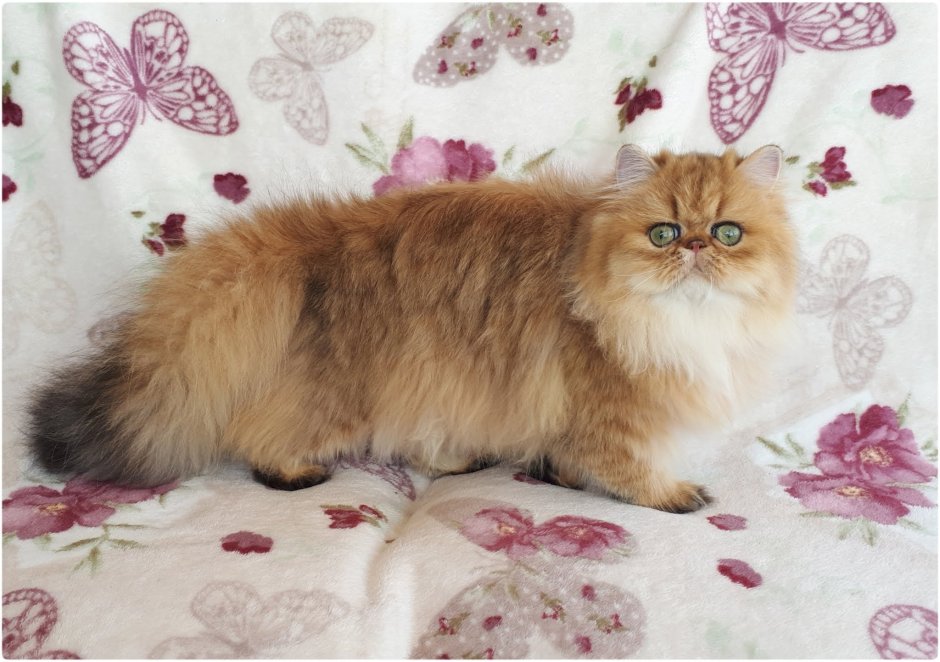 Британская Золотая шиншилла