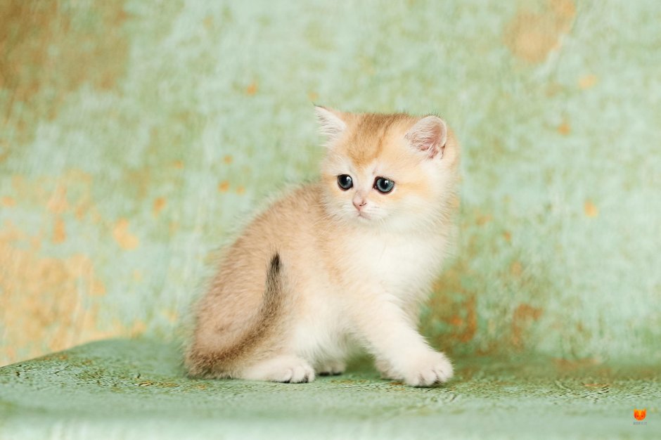 Британская шиншилла Золотая тикированная