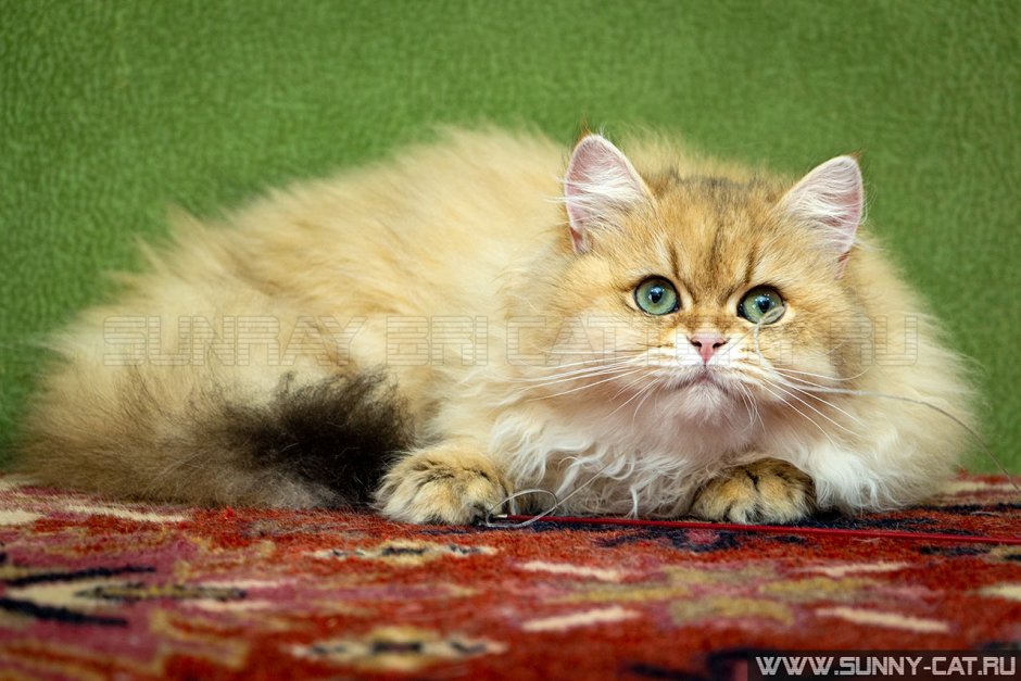 Британская шиншилла длинношерстная кошка