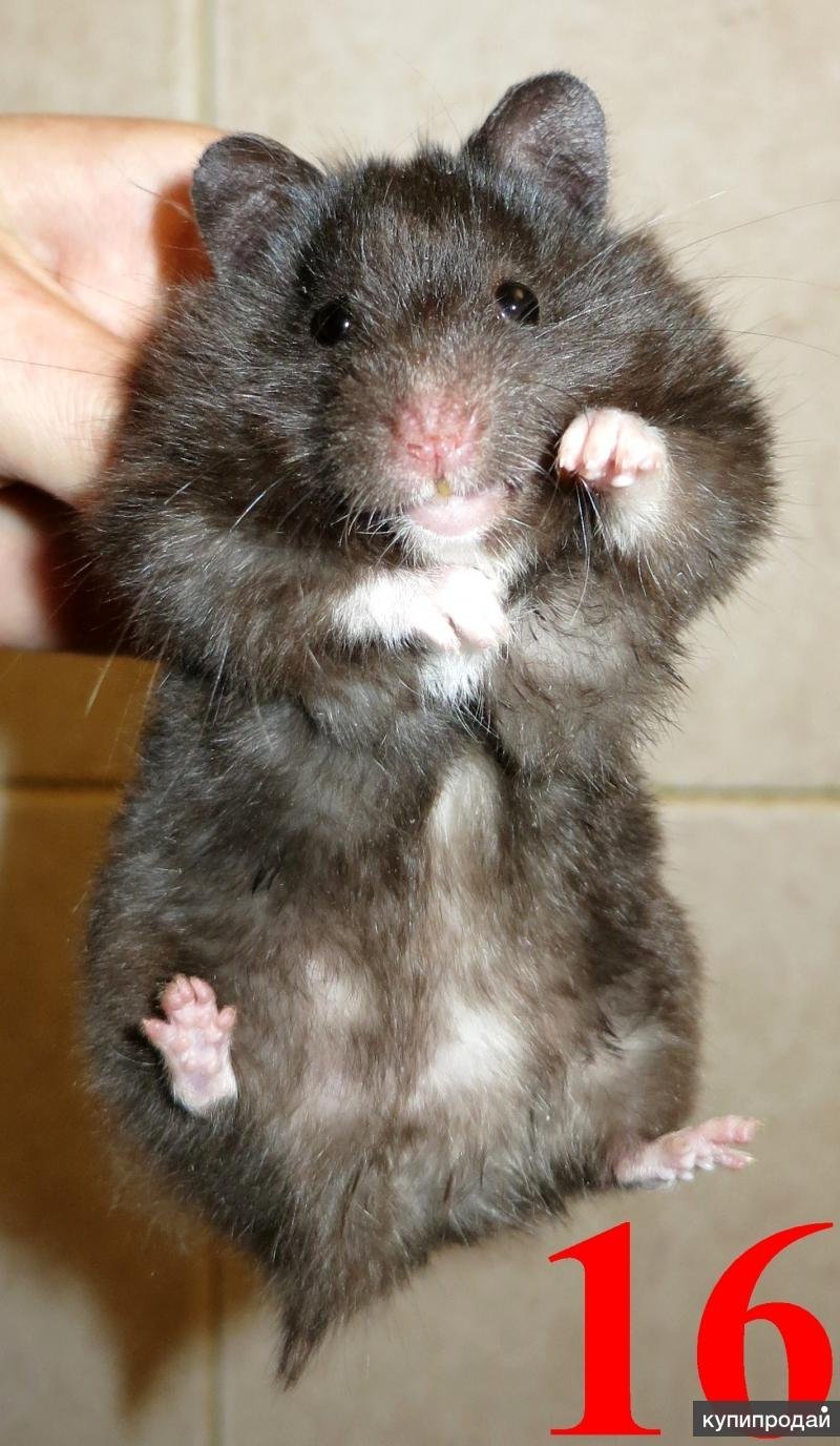 Хомяк ангорский черный сирийский
