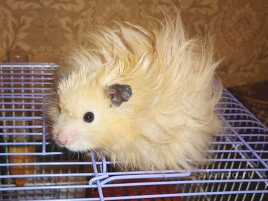 Ангорский сирийский хомячок