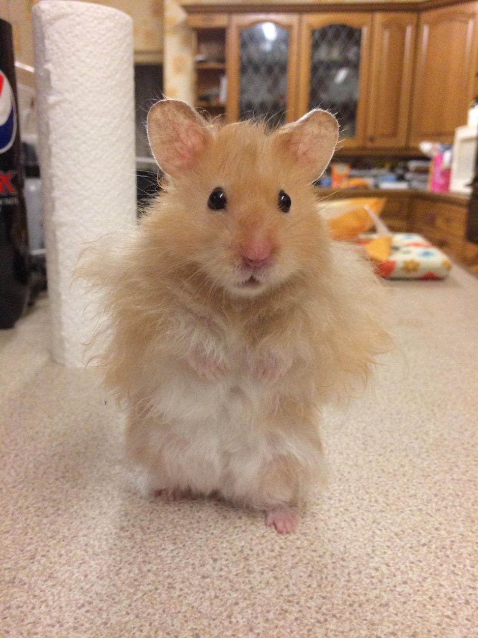 Австралийский хомяк