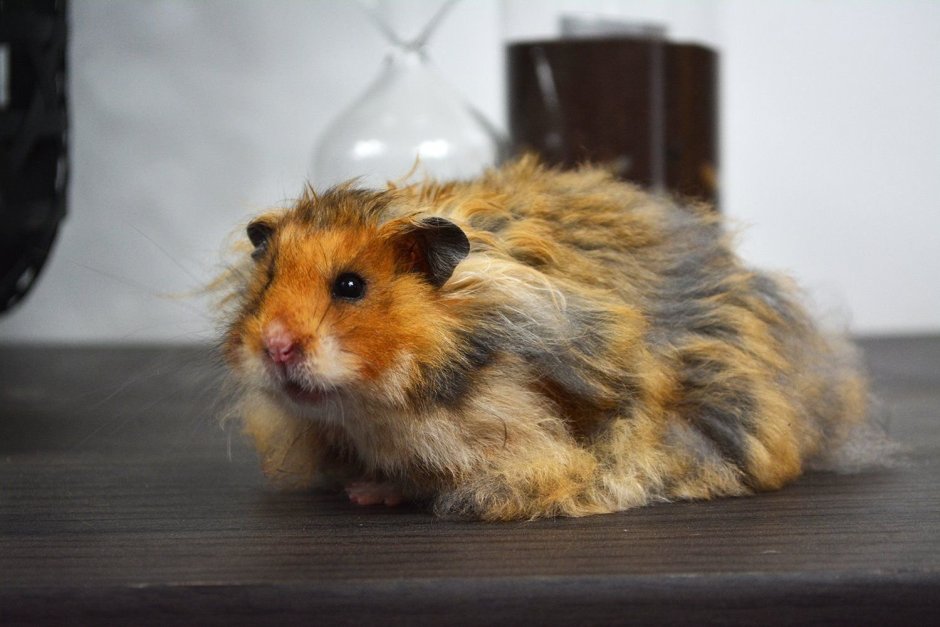 Сирийский хомячок длинношерстный