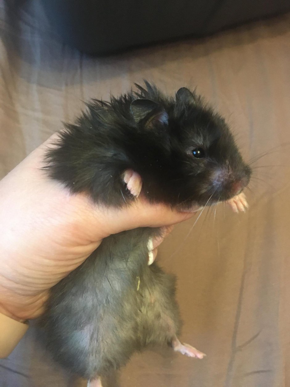 Сирийский хомяк длинношерстный серый