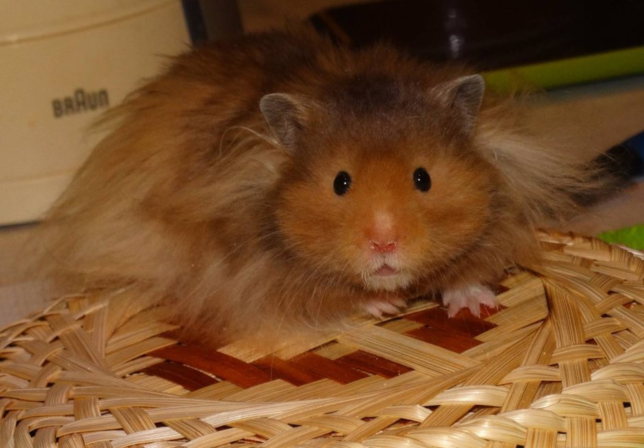 Сирийский хомяк длинношерстный