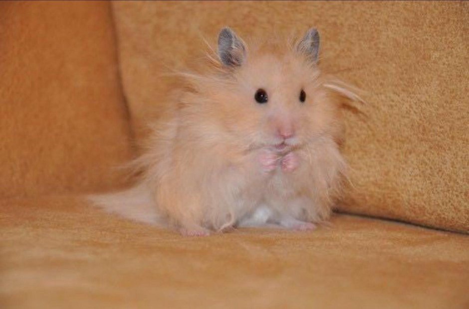 Сирийский хомяк длинношерстный
