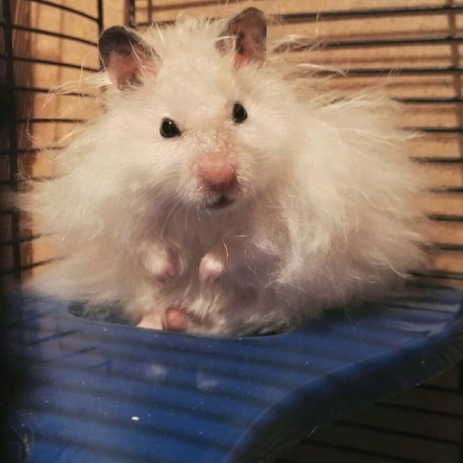 Сирийский хомяк и шиншилла