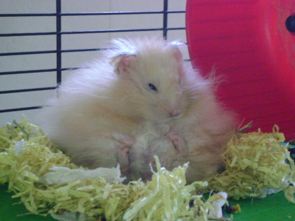 Сирийский хомяк волосатый