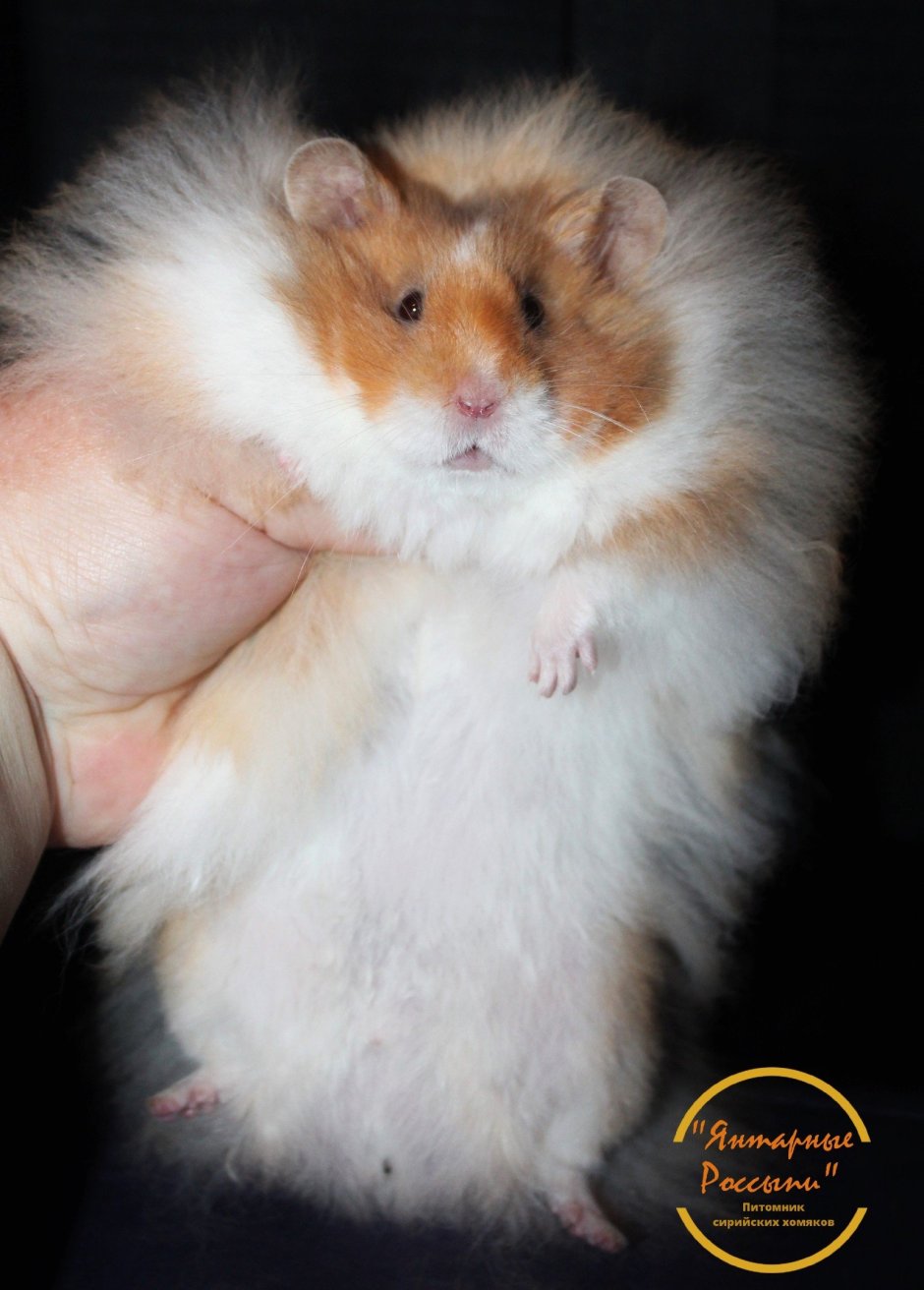 Сирийский ангорский хомяк