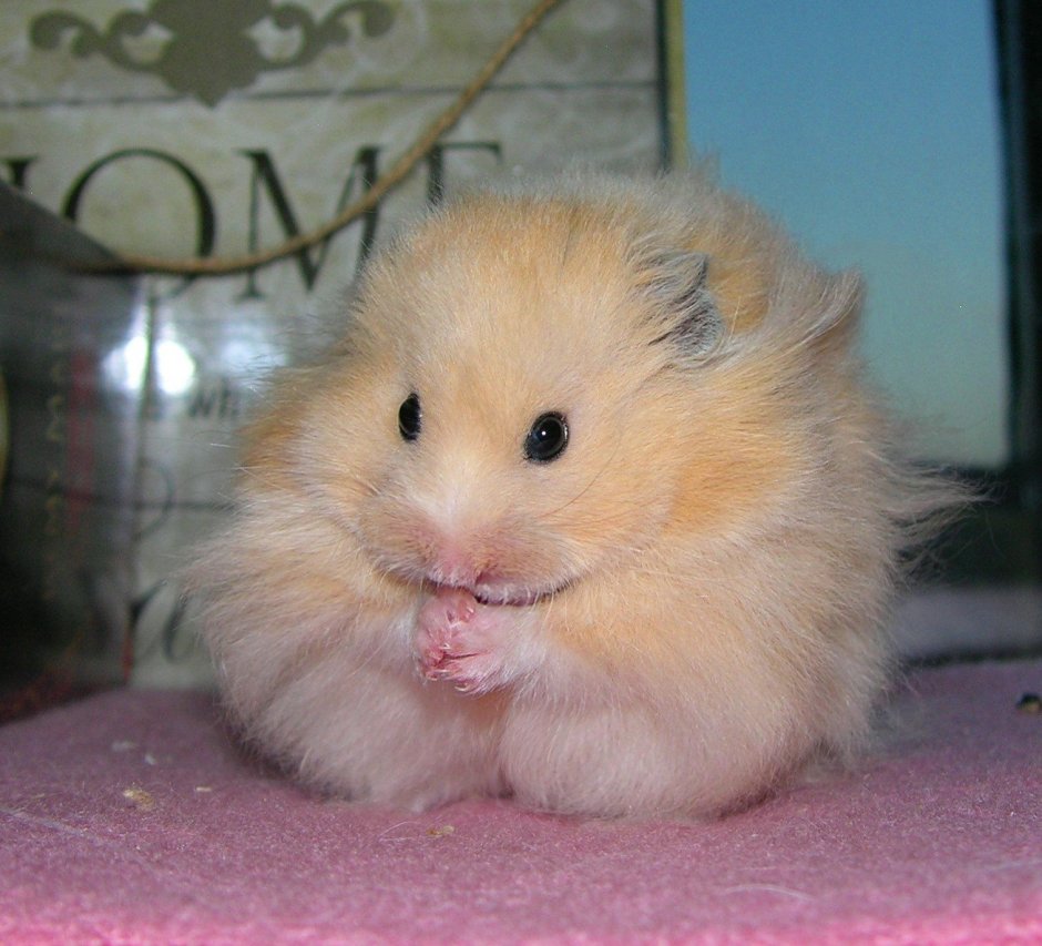 Персиковый сирийский хомяк