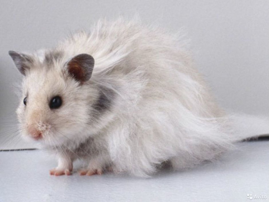 Ангорский сирийский хомячок