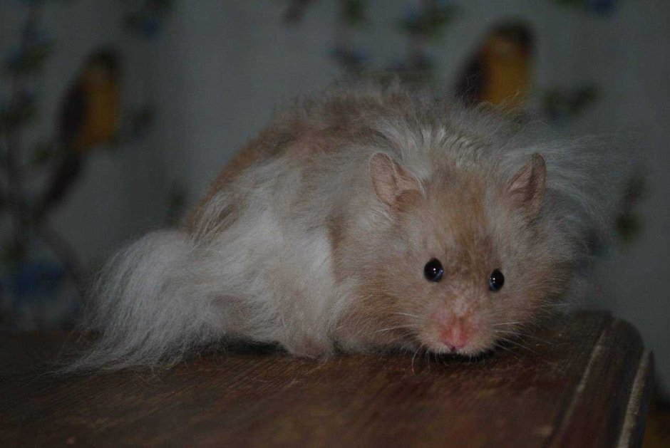 Сирийский хомяк длинношерстный