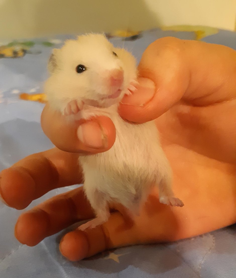 Сирийский хомяк коротко