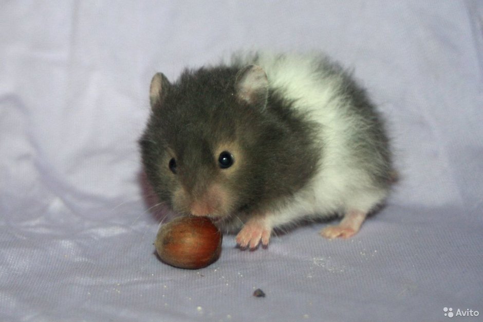 Ангорский хомяк альбинос
