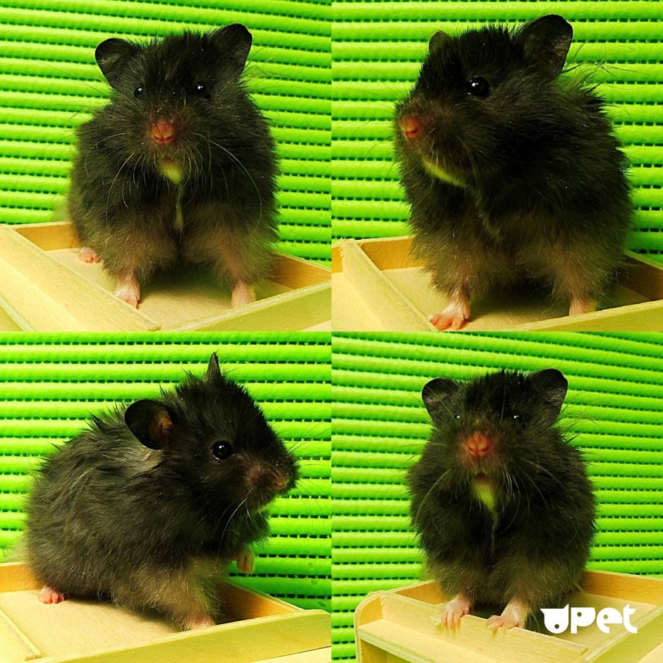 Ангорский пушистый хомяк