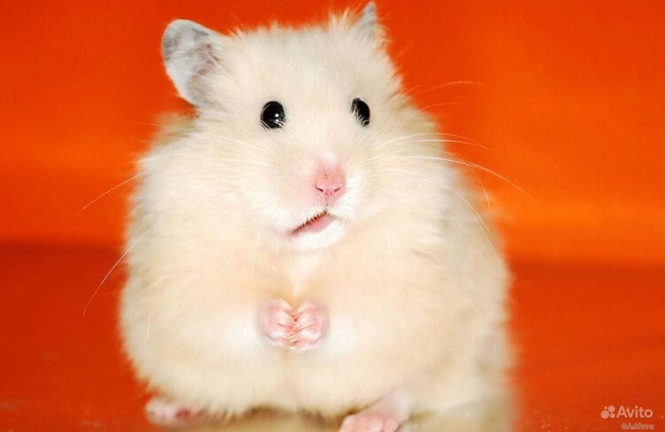 Хомяк сирийский