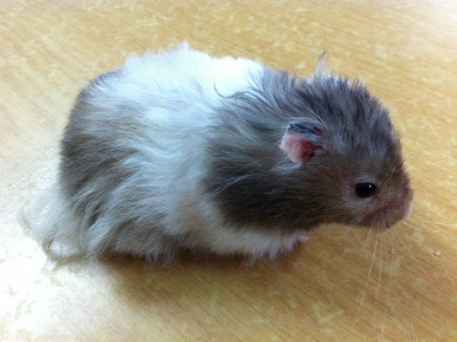 Сирийский хомяк белый
