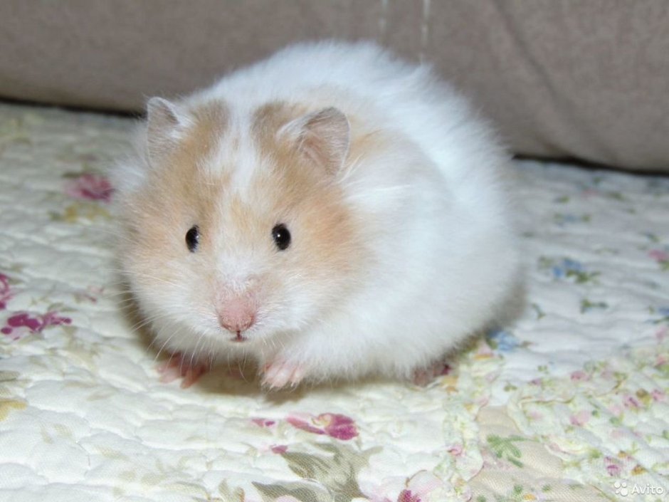 Сирийский хомяк альбинос