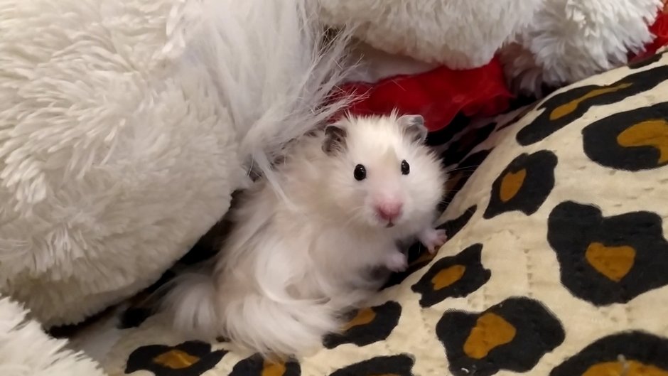 Сирийский Анкирский хомяк