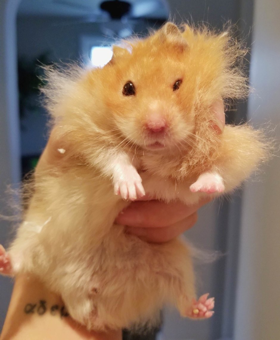 Самые смешные хомяки