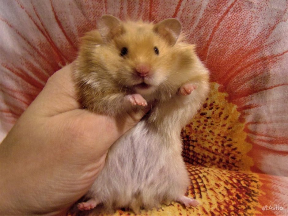 Сирийский ангорский хомяк