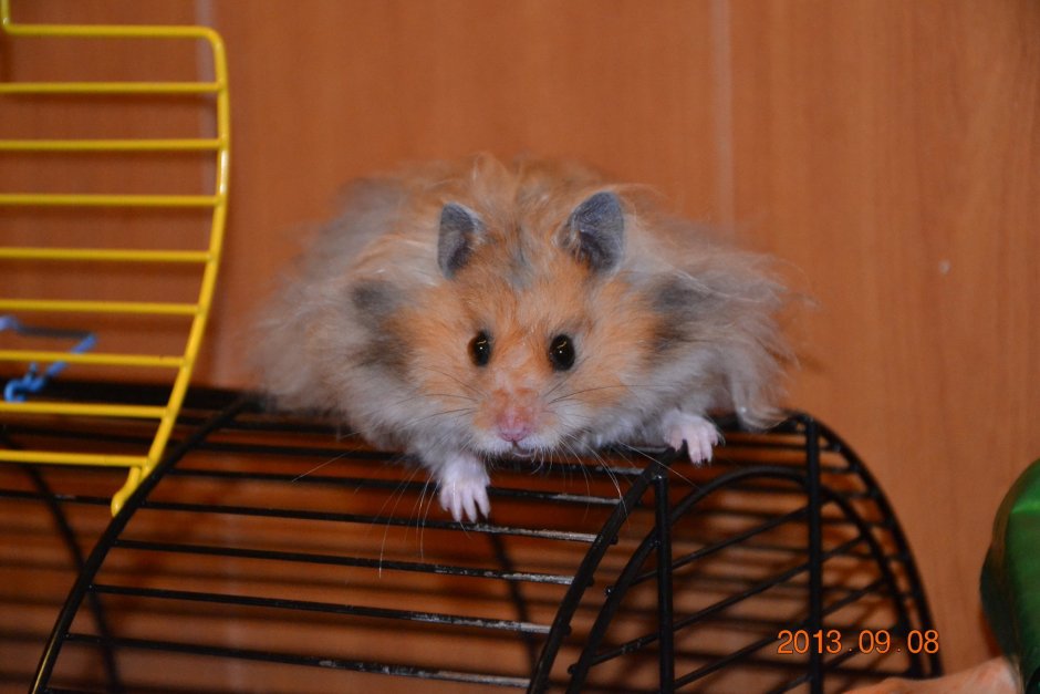 Сирийский ангорский хомяк