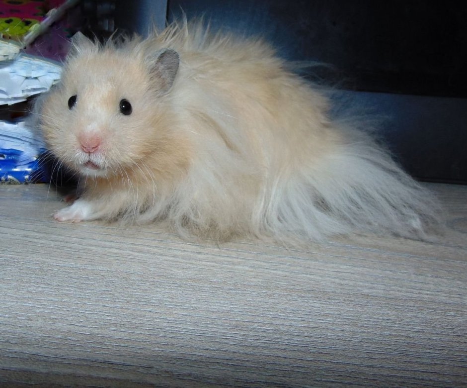 Сирийский хомяк длинношерстный